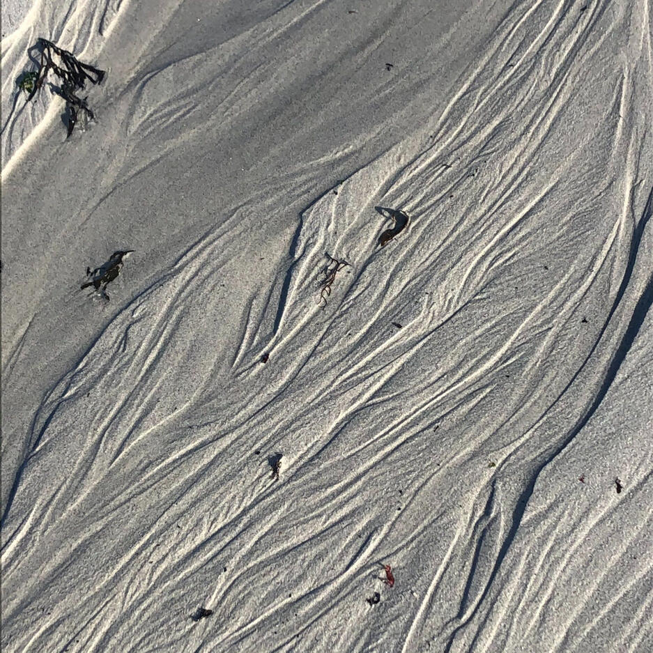 cover art / facing uncertainty / 2021 - (charlotte plas)